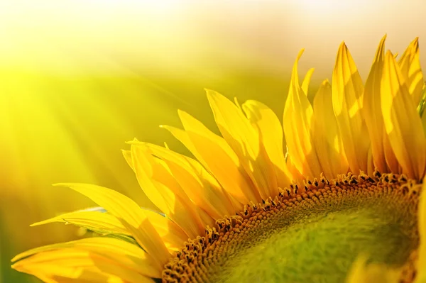 5 Inspiring Ways to Get Closer to the Universe With Nature